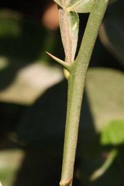            First year twig (Riverside, CA)   