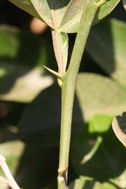              First year twig (Riverside, CA)       