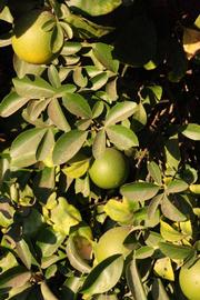              Sun leaves and immature fruit (Riverside,   CA)       