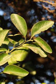              Sun leaves (Riverside, CA)       