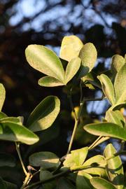              Sun leaves (Riverside, CA)       