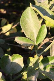            Trifoliolate leaf (Riverside, CA)   