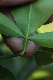              Petiole (Riverside, CA)       