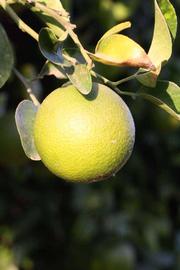              Immature fruit (Riverside, CA)       