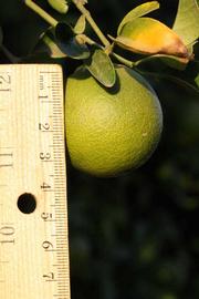              Immature fruit (Riverside, CA)       