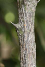              Second - third year twig (Riverside, CA)       