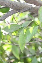              Shade leaves (Riverside, CA)       