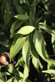              Sun leaves (Riverside, CA)       