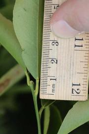            Unifoliolate leaf (Riverside, CA)   