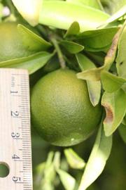              Immature fruit (Riverside, CA)       