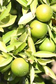              Immature fruit (Riverside, CA)       