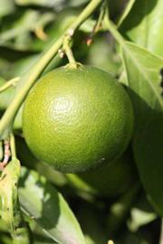              Immature fruit (Riverside, CA)       