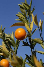              Fruit (Riverside, CA)       