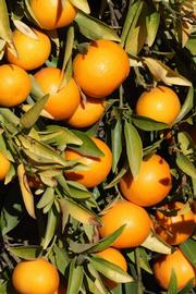              Fruit (Riverside, CA)       