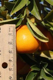              Fruit (Riverside, CA)       