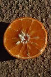              Fruit cross-section (Riverside, CA)       