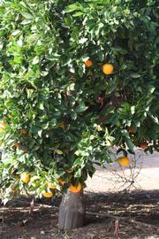            Habit (Riverside, CA)   