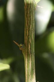              Second - third year twig (Riverside, CA)       