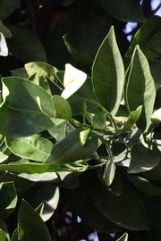            Sun leaves (Riverside, CA)   