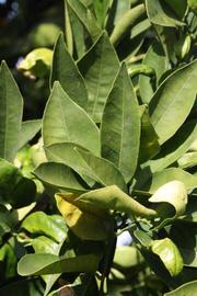            Sun leaves (Riverside, CA)   