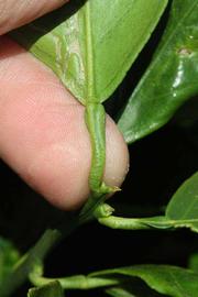              Petiole (Riverside, CA)       