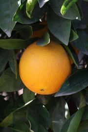              Fruit (Riverside, CA)       