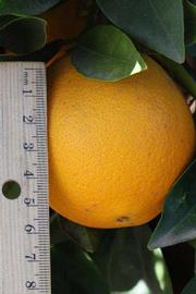              Fruit (Riverside, CA)       