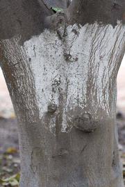              Bark (Cascade, Riverside, CA)       