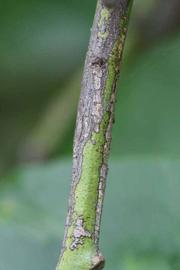              Second - third year twig (Cascade, Riverside, CA)       