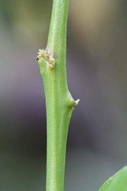                 First year twig (Cascade, Riverside,   CA)       