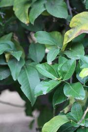            Sun leaves (Cascade, Riverside, CA)   