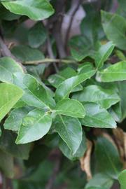               Sun leaves (Cascade, Riverside, CA)   