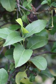            Sun leaves (Cascade, Riverside, CA)   