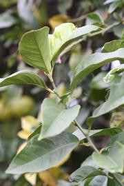               Sun leaves (Cascade, Riverside, CA)   