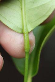                 Petiole (Cascade, Riverside, CA)       