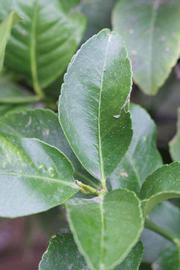                 Unifoliolate leaf (Cascade, Riverside,   CA)       