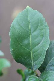              Unifoliolate leaf (Cascade, Riverside, CA)       