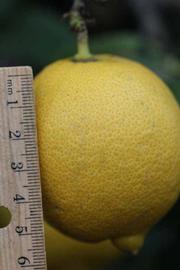                 Fruit (Cascade, Riverside, CA)       