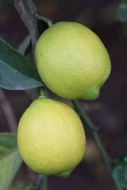                 Fruit (Cascade, Riverside, CA)       