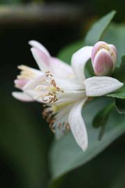              Flower (Cascade, Riverside, CA)       