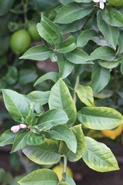               Sun leaves (Cascade, Riverside, CA)   