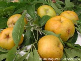              Fruit (© Ian Maguire UF/IFAS/TREC)       