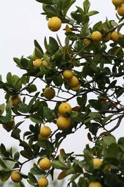              Fruit (Riverside, CA)       