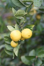              Fruit (Riverside, CA)       