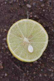              Fruit cross-section (Riverside, CA)       