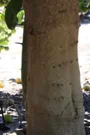              Bark with thorns (Riverside, CA)       