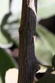              Second - third year twig (Riverside,   CA)       