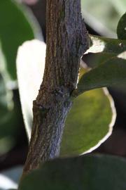              Second - third year twig (Riverside,   CA)       