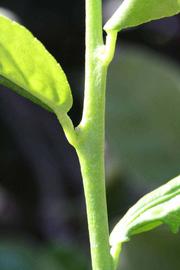              First year twig (Riverside, CA)       