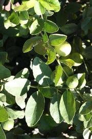              Sun leaves (Riverside, CA)       